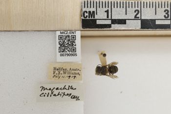 Media type: image;   Entomology 790905 Aspect: Labels